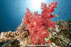 Beautifull softcoral taken at Jackson reef Tiran. by Stephan Kerkhofs 